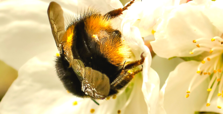 Bee behind on a flower