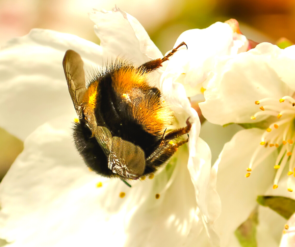 Bee behind on a flower