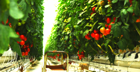 Hydroponic farming of tomatoes