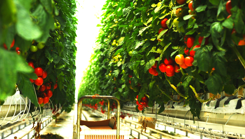 Hydroponic farming of tomatoes