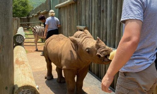 A rhino being bottle-fed