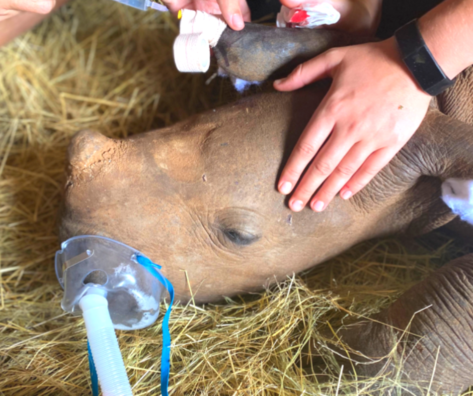 A baby rhino receiving medical care