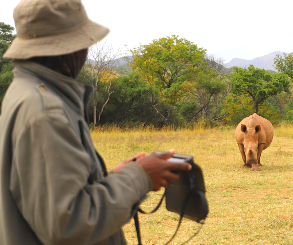 A ranger watching a rhino