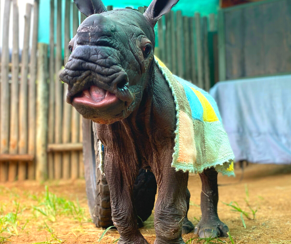 A baby rhino with a blanket covering its back