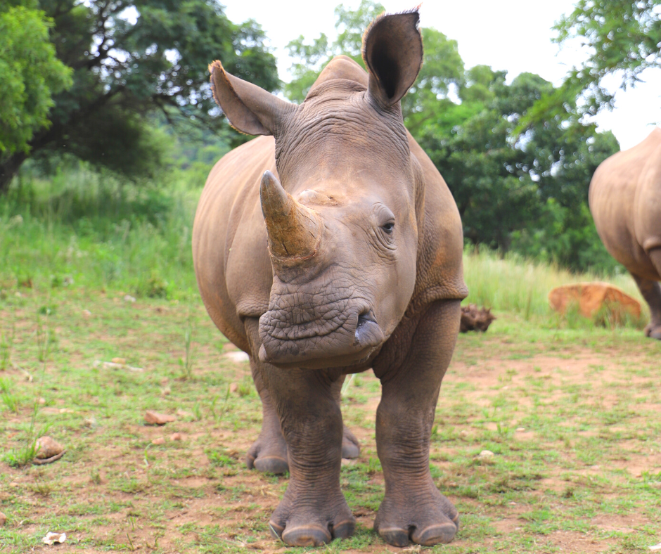 Baby rhino looking at the camera