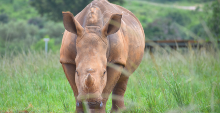 A photo of Willow, a female rhino at Care for Wild