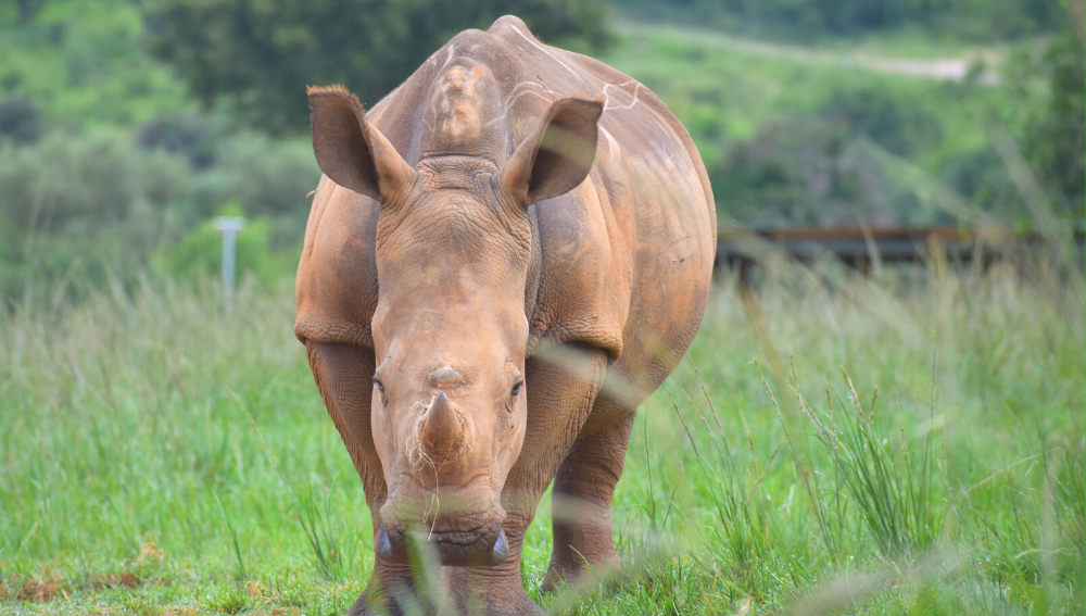 A photo of Willow, a female rhino at Care for Wild